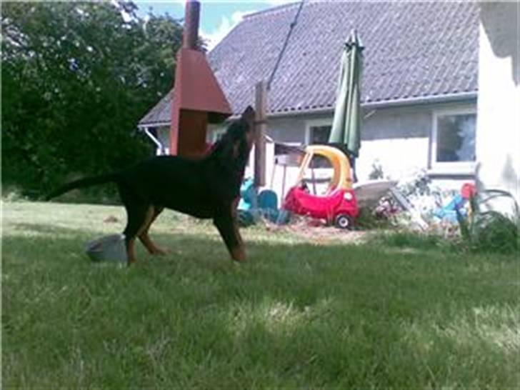 Dobermann Bonnie billede 6