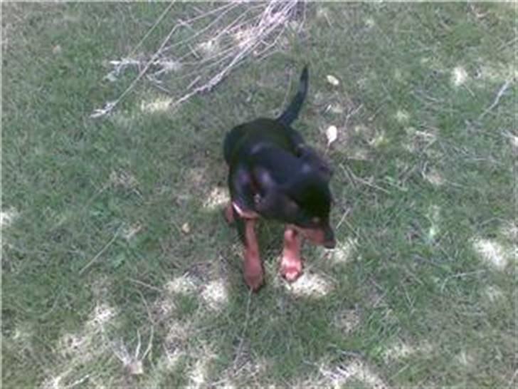 Dobermann Bonnie billede 7