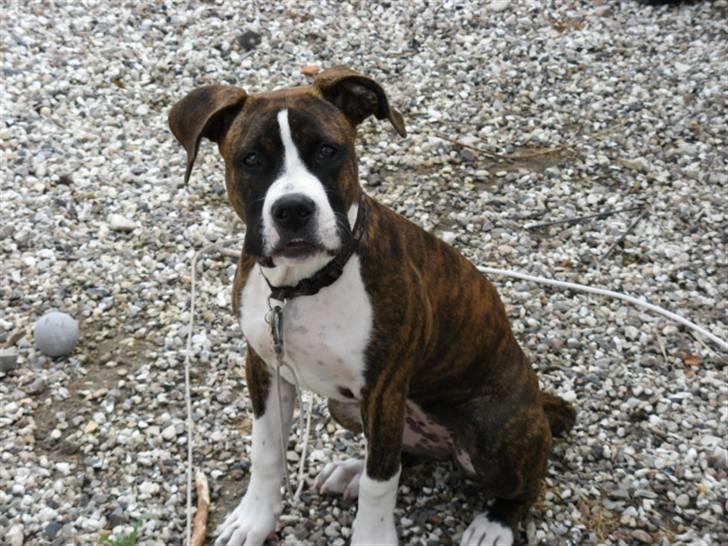 Amerikansk staffordshire terrier Hope billede 1