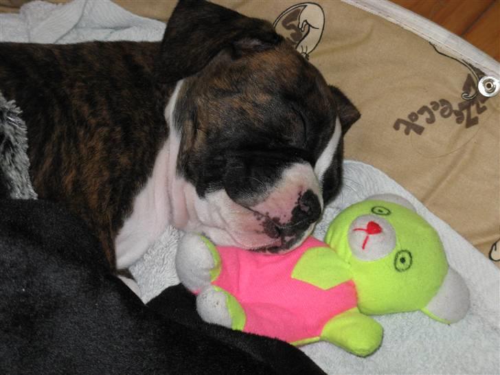 Amerikansk staffordshire terrier Hope billede 2