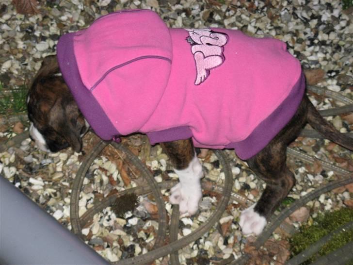 Amerikansk staffordshire terrier Hope billede 3