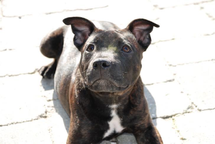 Staffordshire bull terrier Cisco billede 16