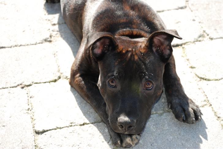 Staffordshire bull terrier Cisco billede 17