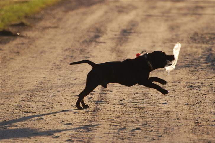 Staffordshire bull terrier Cisco billede 18