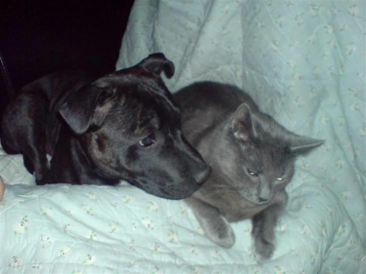 Staffordshire bull terrier Cisco - Mig og min "søster" Viggo billede 19