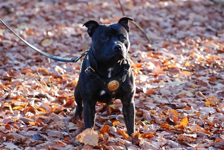 Staffordshire bull terrier Cisco billede 20