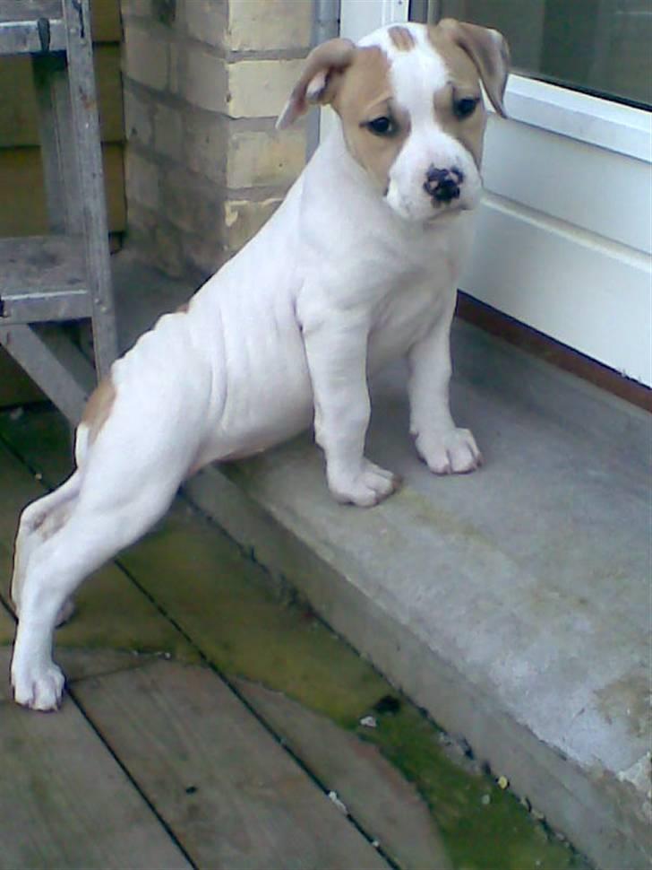 Blanding af racer INKA billede 9