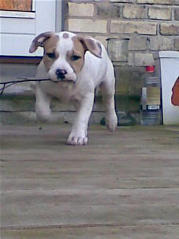 Blanding af racer INKA billede 10