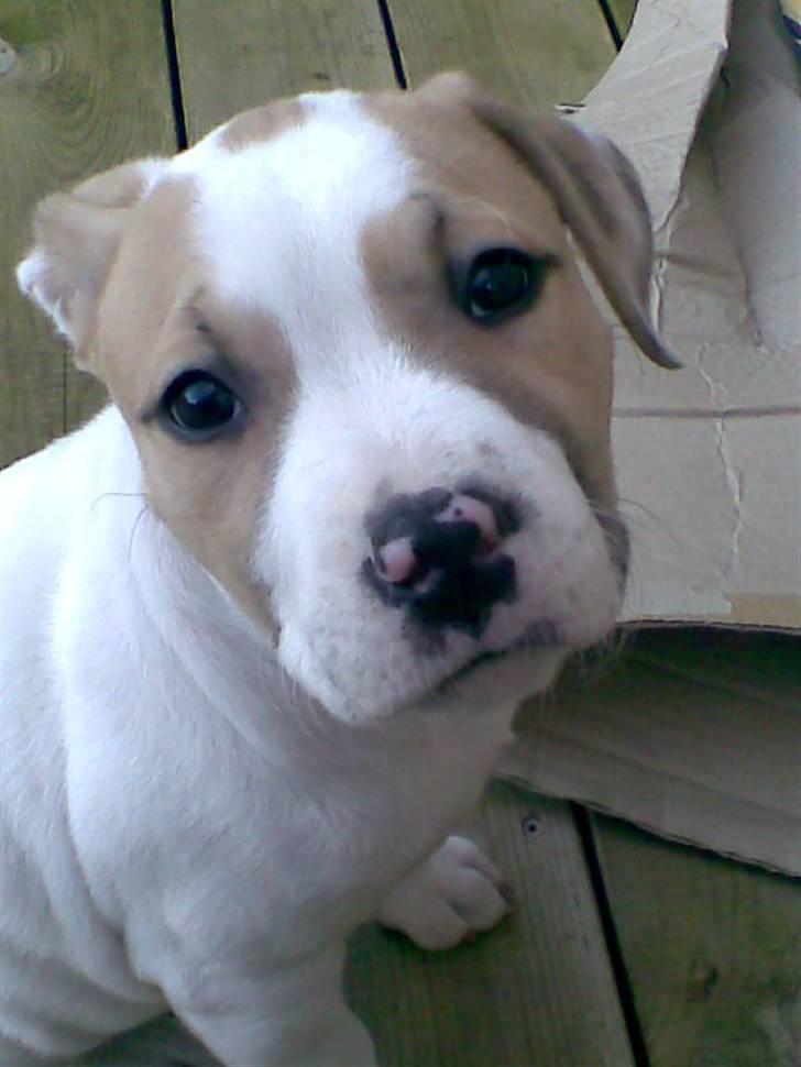 Blanding af racer INKA billede 11