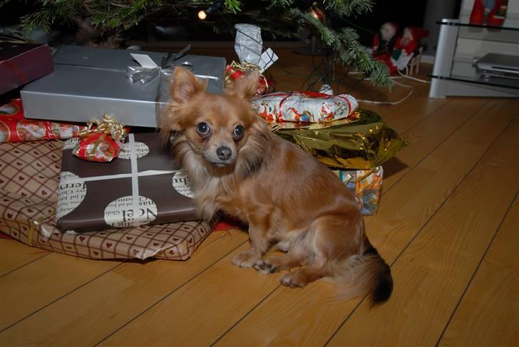 Chihuahua Jerry billede 17