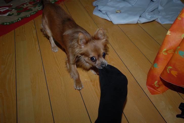 Chihuahua Jerry billede 18