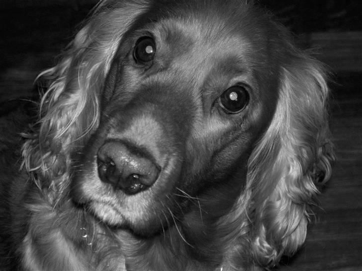 Cocker spaniel Trine ´fransen - Hej med jer. Jeg hedder Trine billede 1