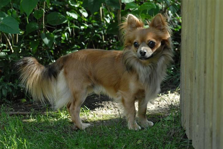 Chihuahua Jerry billede 19