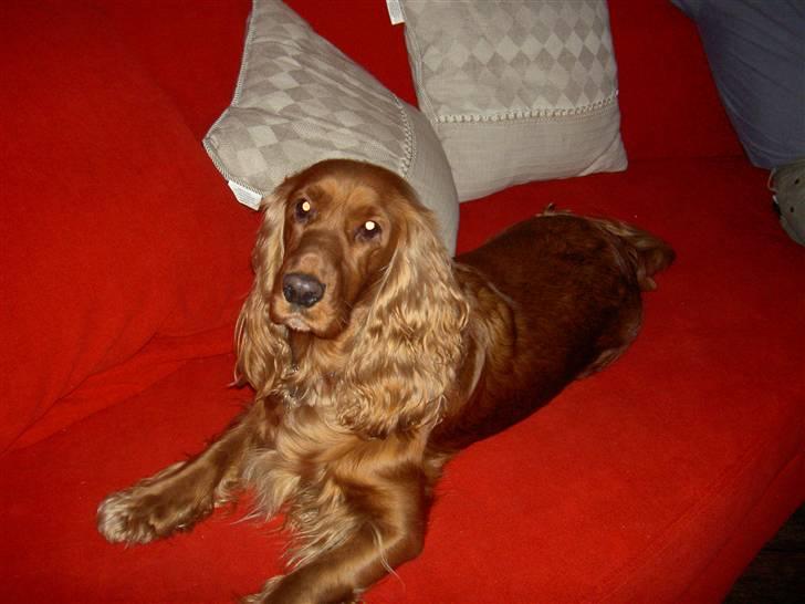 Cocker spaniel Trine ´fransen billede 2