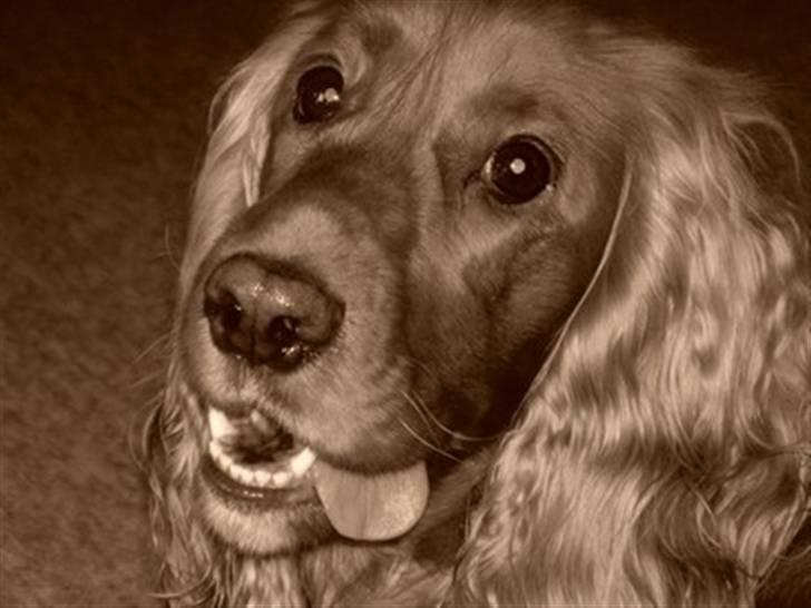 Cocker spaniel Trine ´fransen billede 3