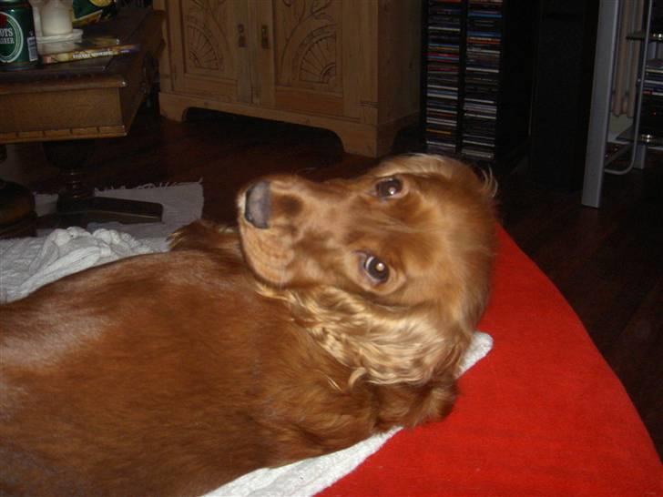 Cocker spaniel Trine ´fransen billede 4