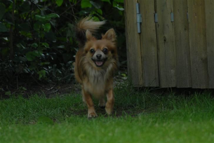 Chihuahua Jerry billede 20