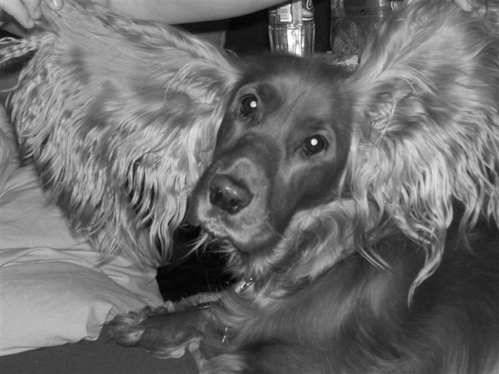 Cocker spaniel Trine ´fransen billede 5