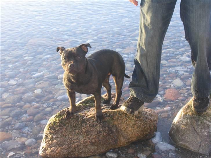 Staffordshire bull terrier Dizny billede 12