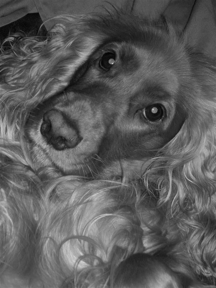 Cocker spaniel Trine ´fransen billede 6