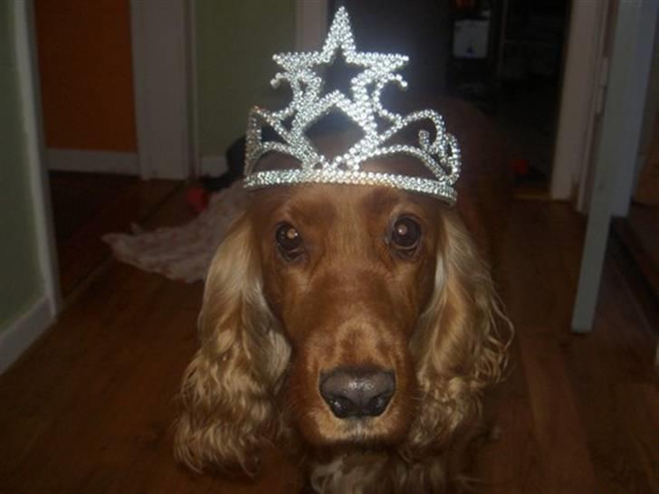 Cocker spaniel Trine ´fransen - Mor syntes det var sjovt at give mig diadem på... øv billede 7