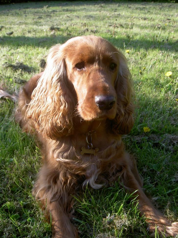Cocker spaniel Trine ´fransen billede 8