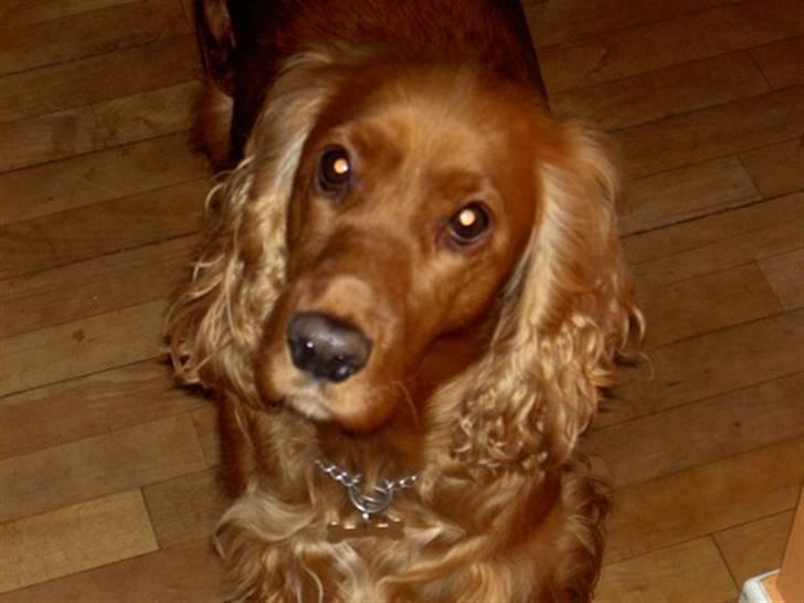 Cocker spaniel Trine ´fransen billede 9