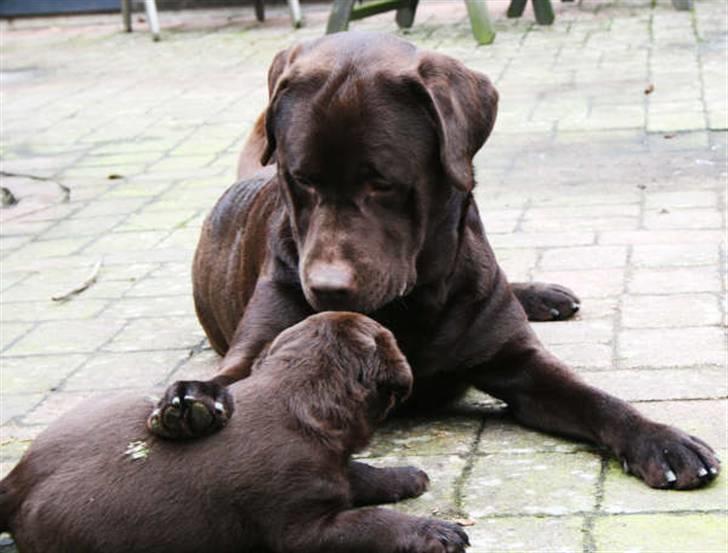 Labrador retriever Baloo - Nu hører du godt efter min tøs :-) billede 5