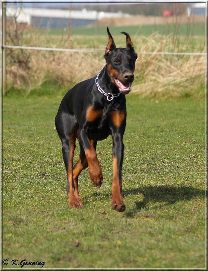 Dobermann Tika di Altobello - 10 mdr gammel billede 12