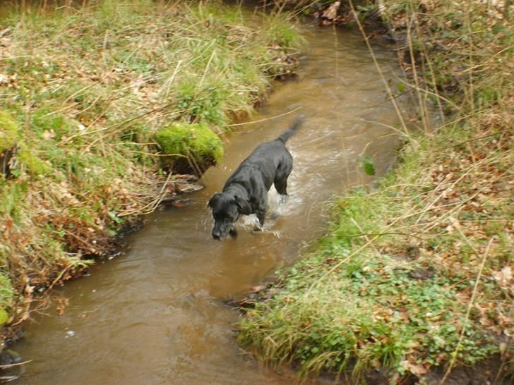 Labrador retriever Oscar - Mmmmm mon man kan finde noget spændende her..... billede 16