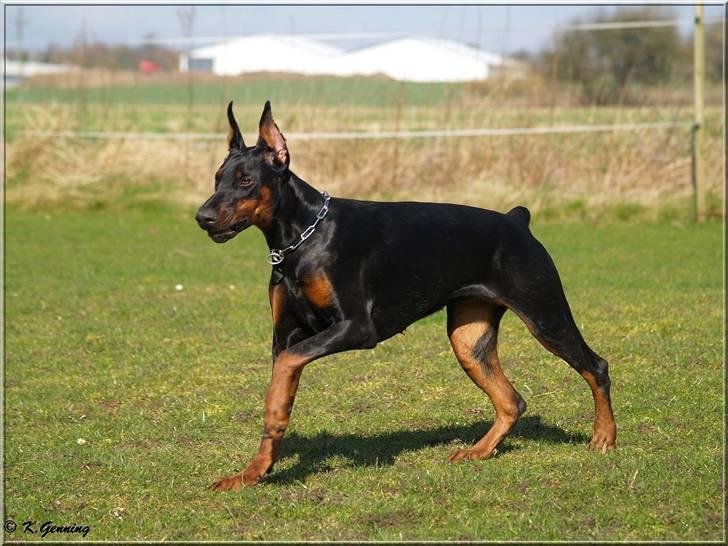 Dobermann Tika di Altobello - 10 mdr gammel billede 13