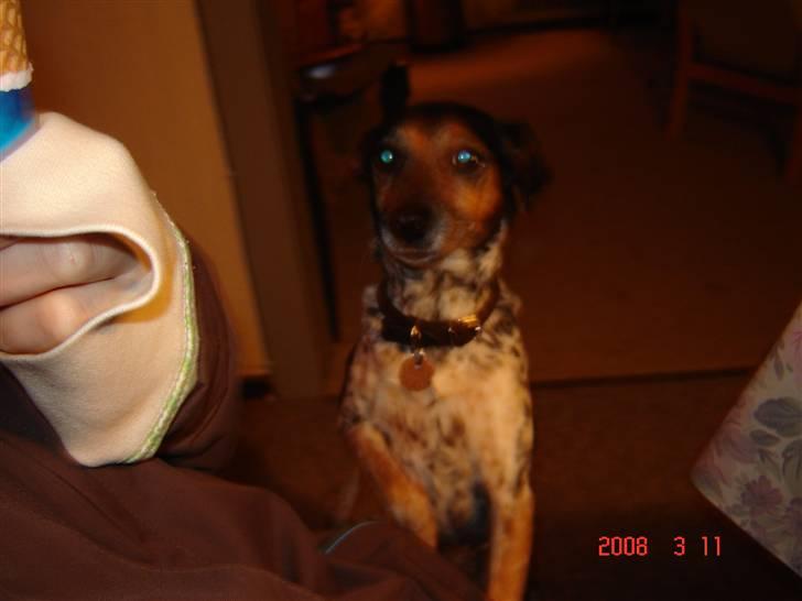 Dansk svensk gaardhund lolli - hej må jeg lige smage den is jonna billede 4