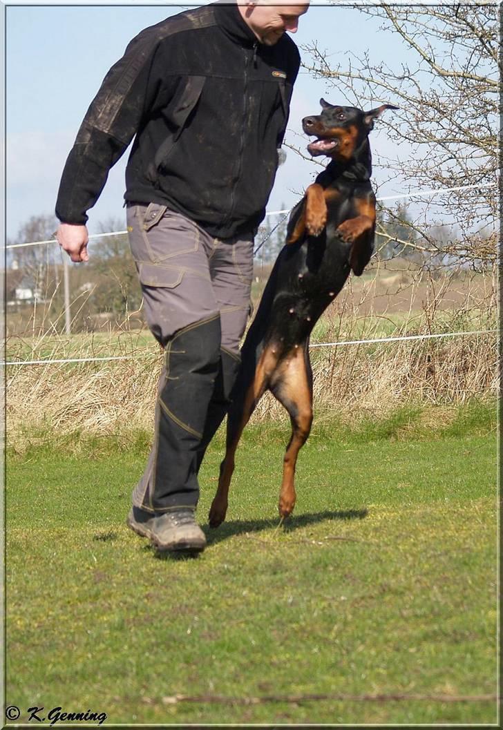Dobermann Tika di Altobello - 10 mdr gammel billede 14