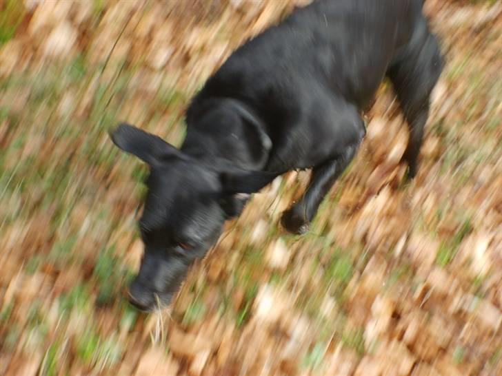 Labrador retriever Oscar - Så ryster jeg mig lige her ved mor og far - hæ hæææ billede 17