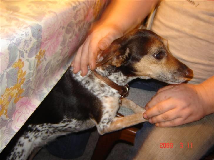 Dansk svensk gaardhund lolli - jaa jeg vil gerne op og være skødehund hvis jeg må billede 5