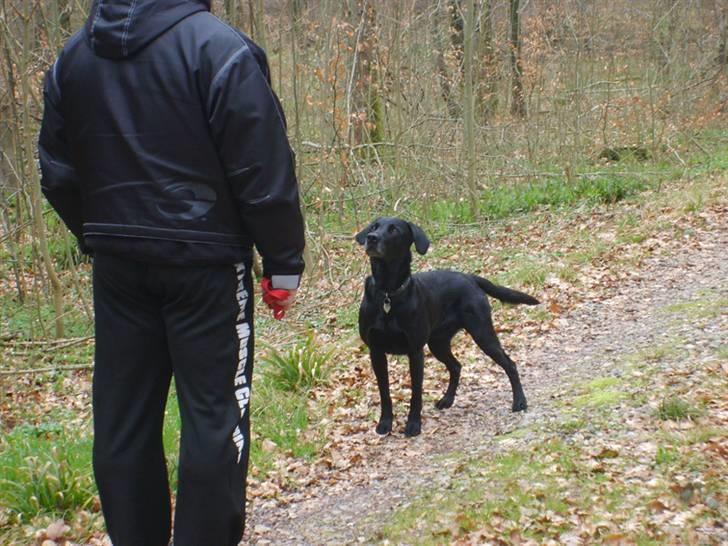 Labrador retriever Oscar - Kom nu far - vi skal skynde os ud i skoven.... billede 18