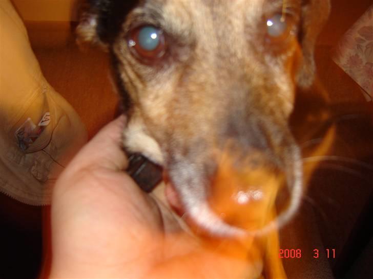 Dansk svensk gaardhund lolli - det var tæt på billede 6