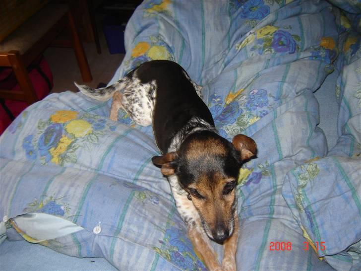 Dansk svensk gaardhund lolli - åhh kan jeg ikke snart få nattero billede 7