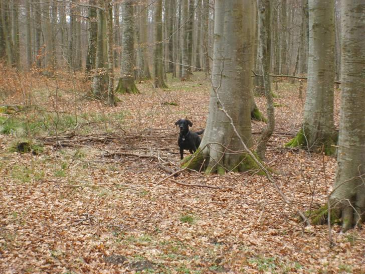 Labrador retriever Oscar - Kommer i eller hvad.... billede 19