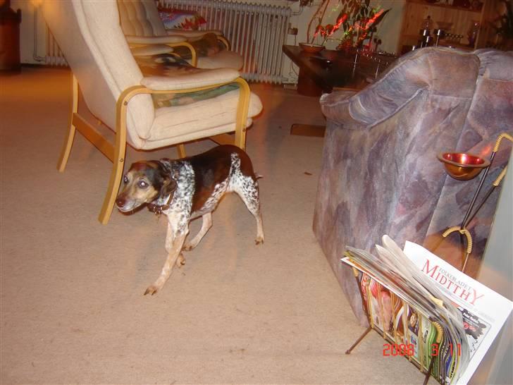 Dansk svensk gaardhund lolli - nu lister jeg afsted jeg synes ikk det er sjovt mere billede 8