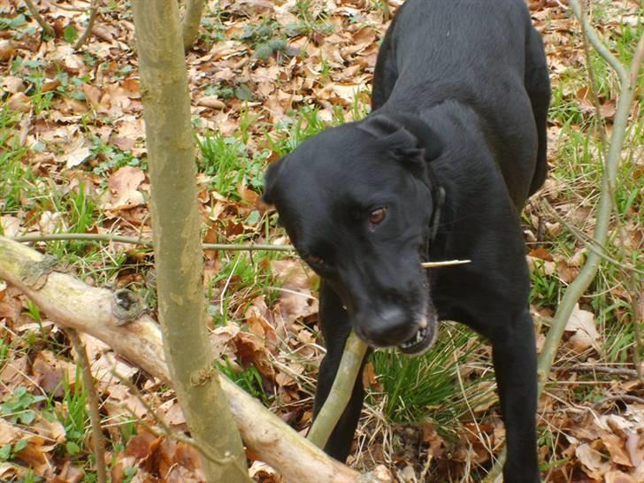 Labrador retriever Oscar - Her var lige en pind - den kan bare komme an kan den..... billede 20