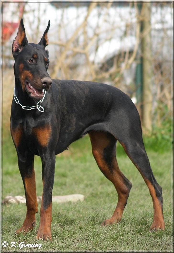 Dobermann Tika di Altobello - 10 mdr gammel billede 15