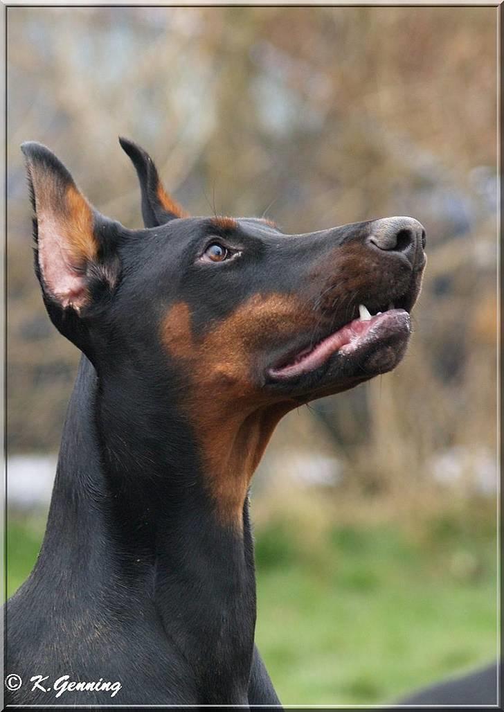 Dobermann Tika di Altobello - 10 mdr gammel billede 16