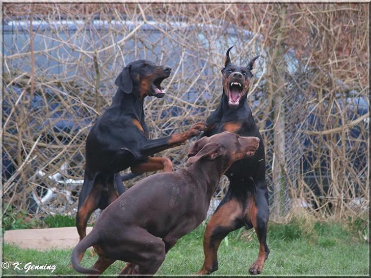 Dobermann Tika di Altobello - Tika, Alfa og Falco  billede 17