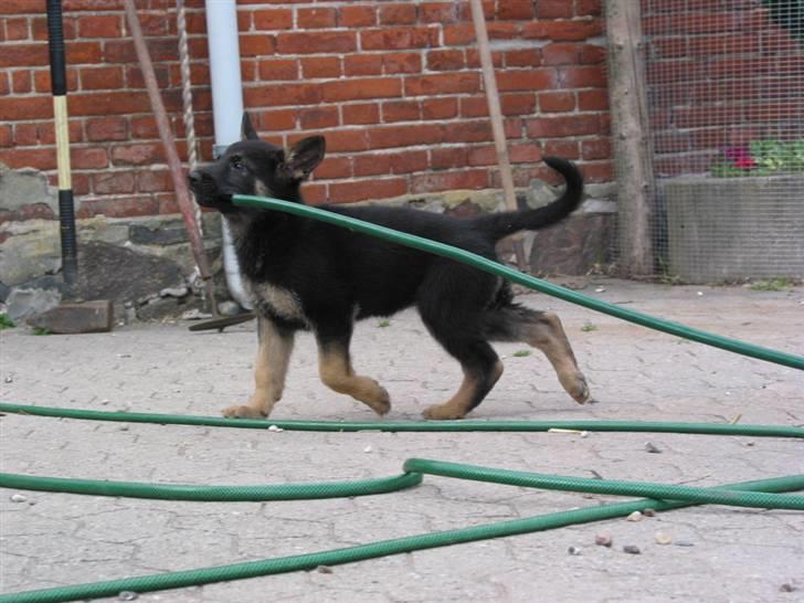 Schæferhund Chili - Mor jeg vil gerne hjælpe med at vande " ( hvalp ) billede 11
