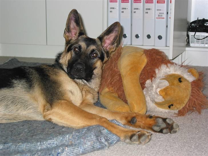 Schæferhund Chili - er det mig i kigger på ? billede 12