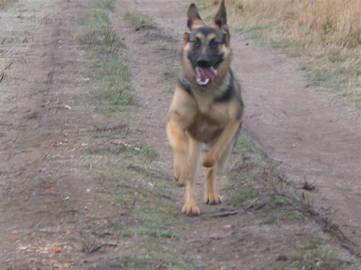 Schæferhund Chili - løøøøøøøøb :D billede 13