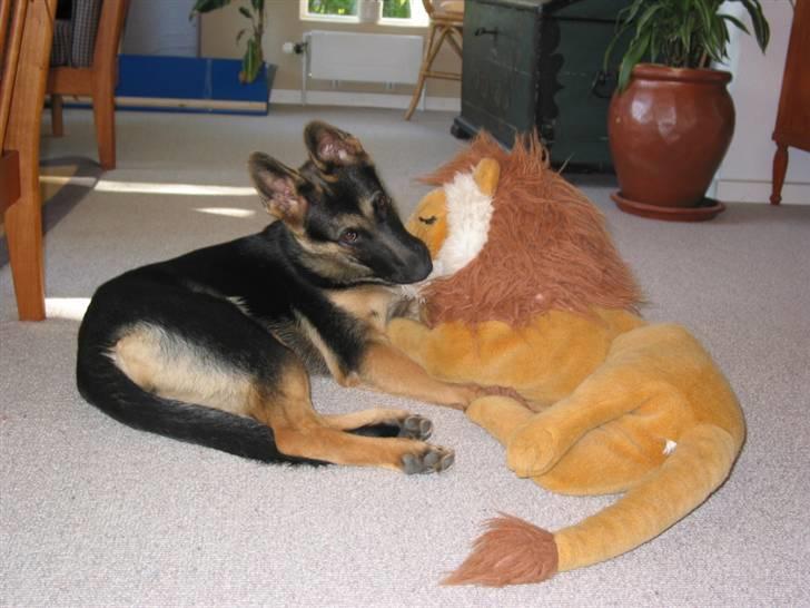 Schæferhund Chili - min suttekuld (: billede 14