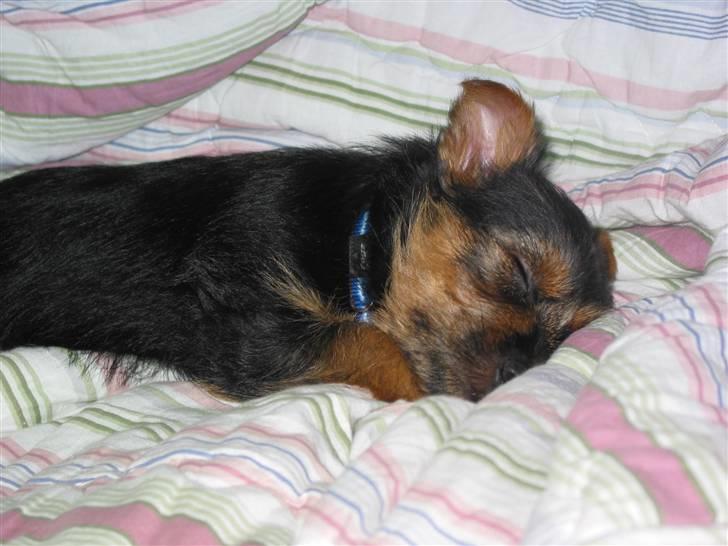 Australsk terrier Eddie billede 8