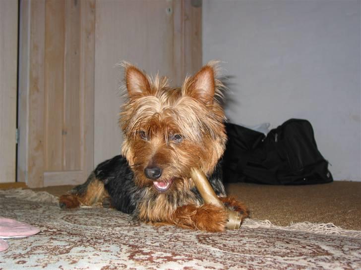 Australsk terrier Eddie billede 9